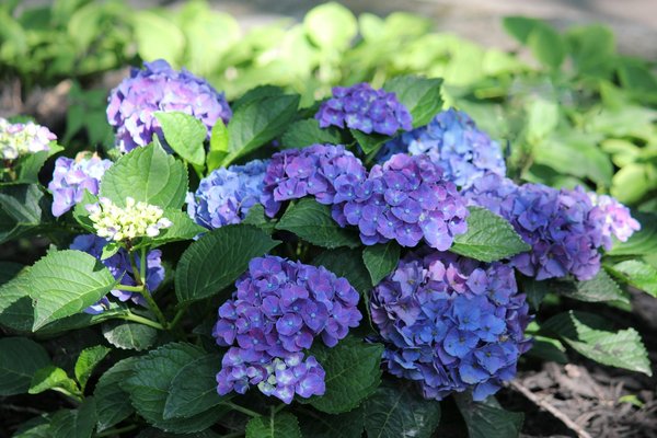 Explorez les Avancées Innovantes des Robots de Nettoyage de Piscine!