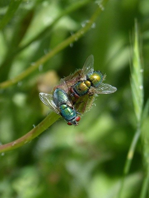 Nématodes sf anti mouches : la défense naturelle de votre jardin