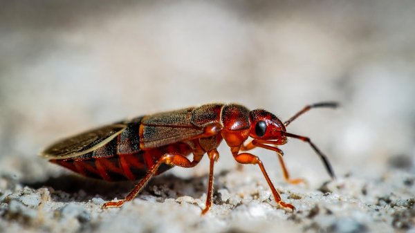Comment reconnaître une infestation de punaises de lit et agir rapidement